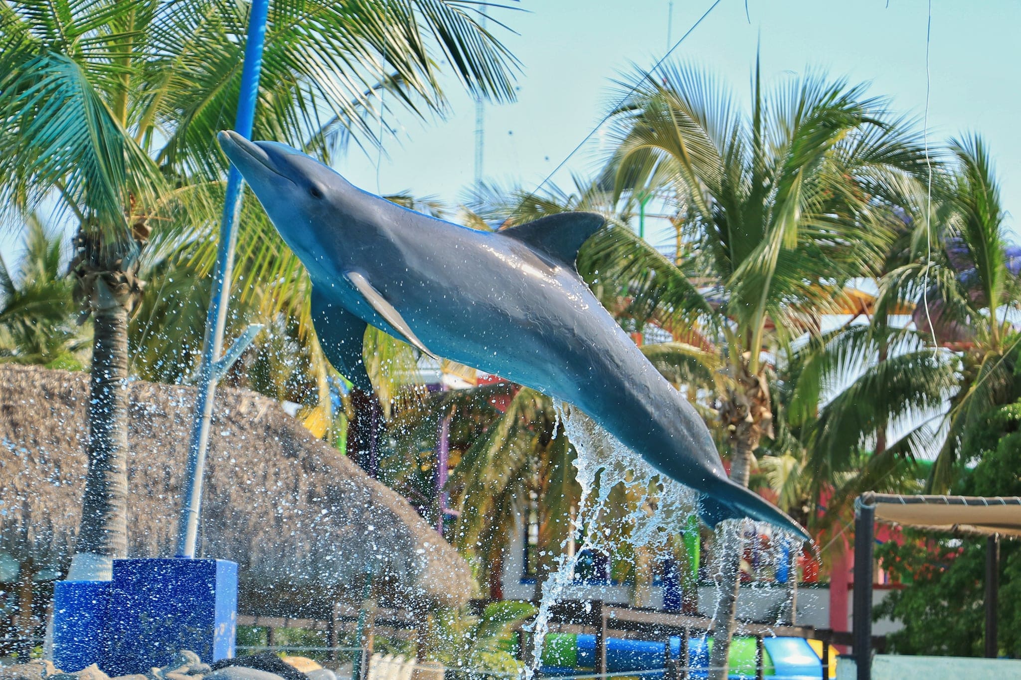 14 Mejores lugares para nadar con delfines en el mundo