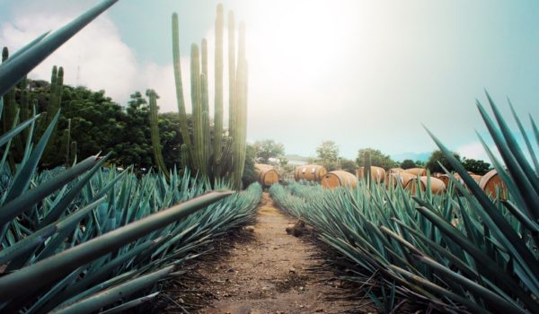 Tour de Tequila en Puerto Vallarta con maguey y tierra