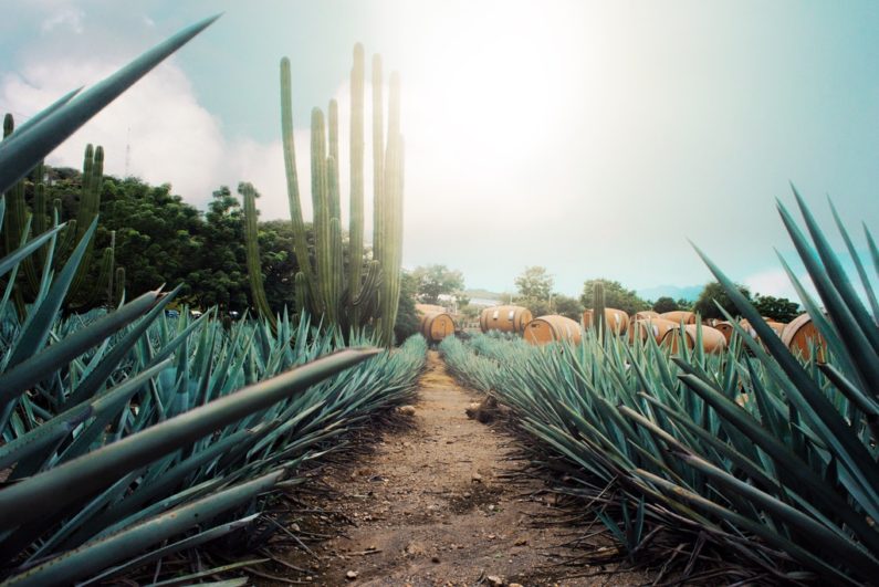 Tour de Tequila en Puerto Vallarta con maguey y tierra