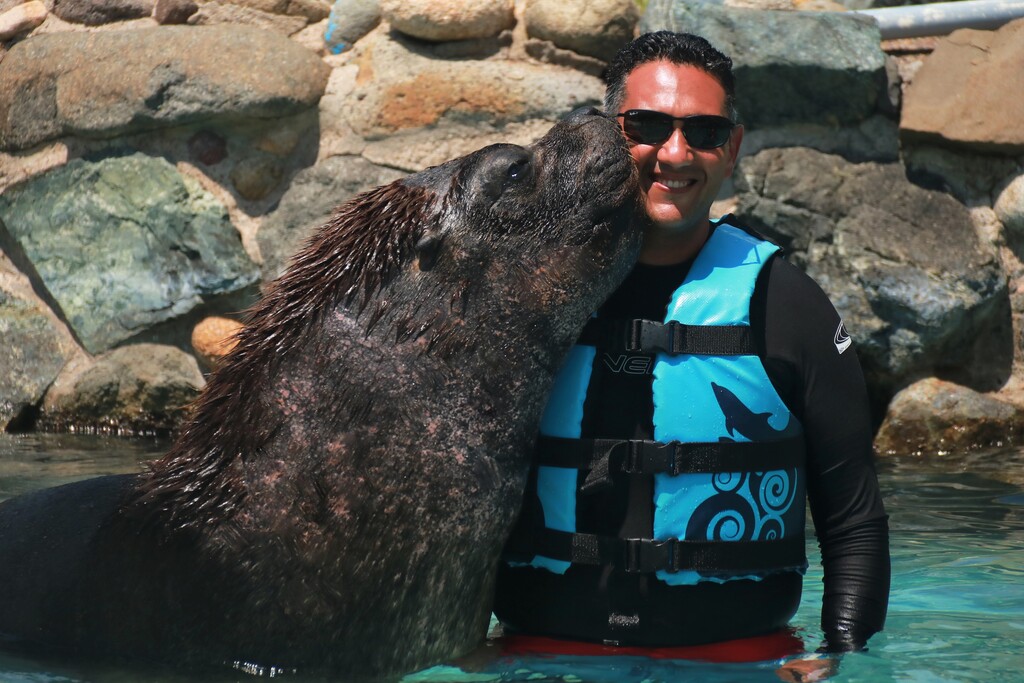 En dónde puedo nadar con Lobos Marinos en Vallarta? Aquaventuras | Blog