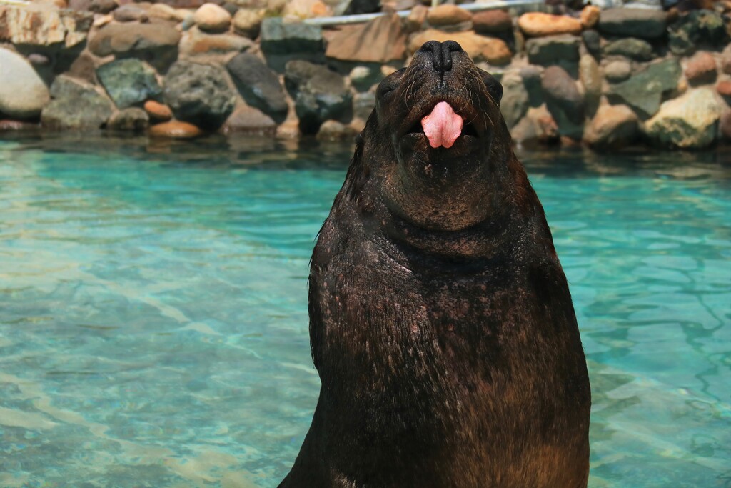 En dónde puedo nadar con Lobos Marinos en Vallarta? Aquaventuras | Blog