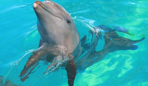 nadar-con-delfines-en-nuevo-vallarta