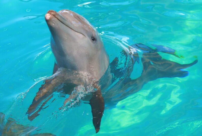 nadar-con-delfines-en-nuevo-vallarta
