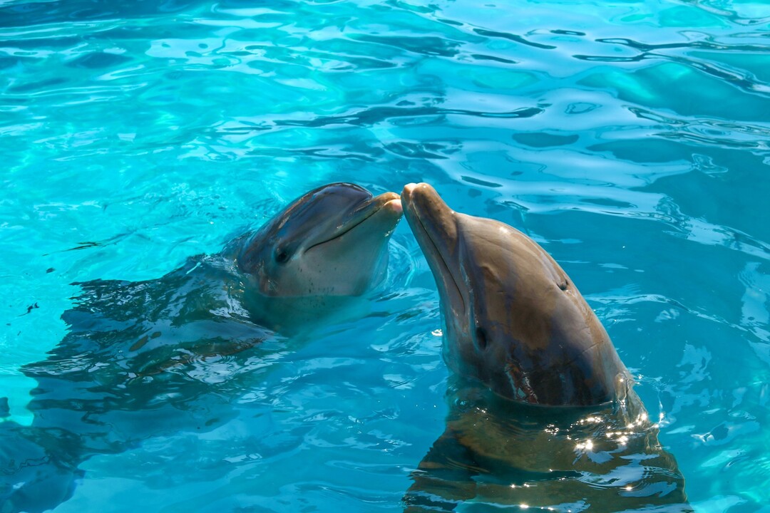 nadar-con-delfines-en-puerto-vallarta