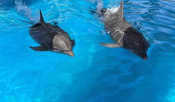 dos delfines en el mar azul