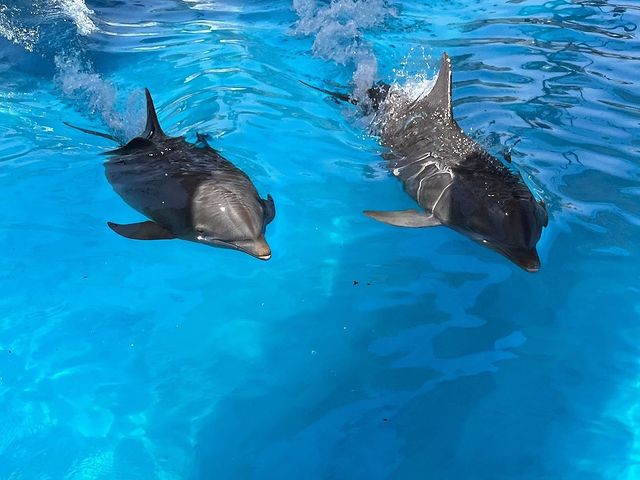 dos delfines en el mar azul