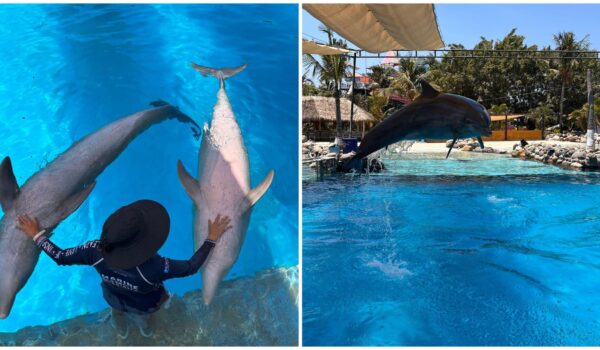 precios de nado con delfines en puerto vallarta