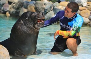 presentación de lobos marinos en vallarta