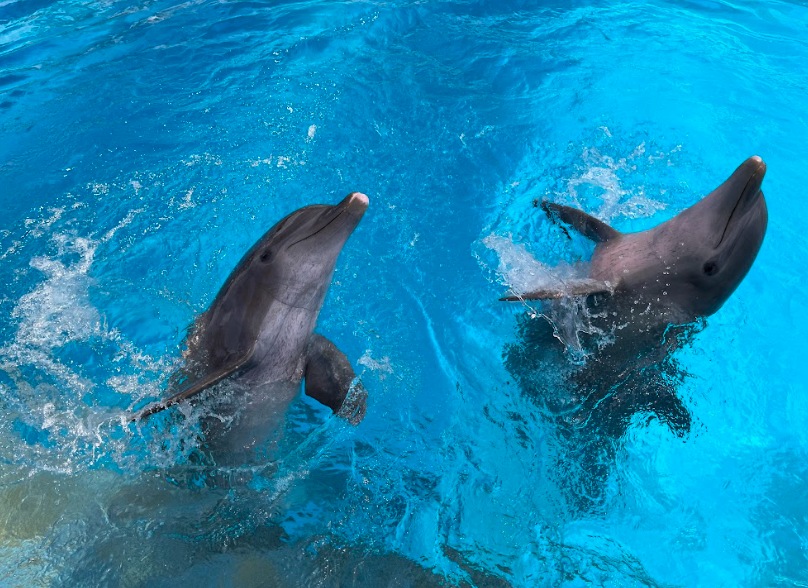 nadar con delfines en vallarta